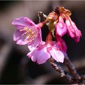 ’21.12.22　ちらほら咲き始めた河津桜