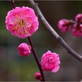 ’22.03.19　有終の美を飾る　遅咲き種の梅