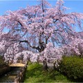 '22.03.25　始まった桜の季節「桜ネックレス」から