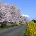 ’22.04.04　木曽・長良背割堤の桜並木