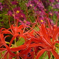 Photos: Red Spider Lily