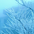 霧氷