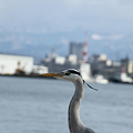 青鷺(1)　金沢港